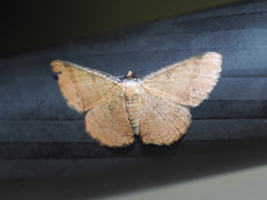 Sundagrapha lepidota