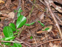Leiocephalus cubensis