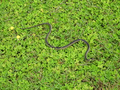 Thamnosophis lateralis