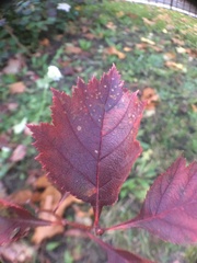 Crataegus