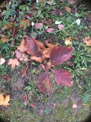 Crataegus