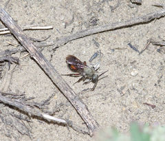 Dasymutilla monticola