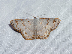 Cassyma sciticincta