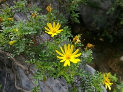 Chrysactinia truncata