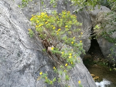 Chrysactinia truncata