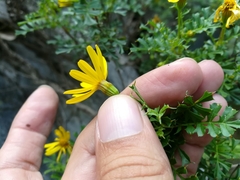 Chrysactinia truncata
