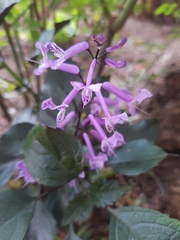 Plectranthus ciliatus