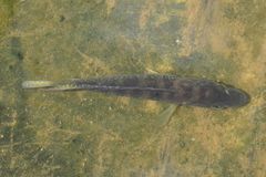 Crenicichla brasiliensis