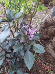 Plectranthus ciliatus