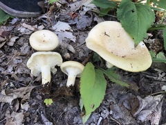 Lactarius maculatipes