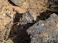 Urosaurus auriculatus
