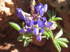 Lupinus flavoculatus