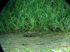 Hydromedusa tectifera