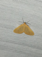 Eubaphe