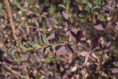 Verbena sphaerocarpa
