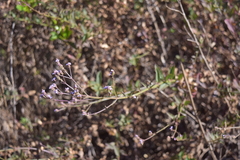 Verbena sphaerocarpa