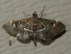 Diathrausta