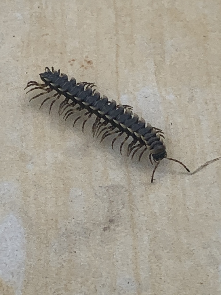 Flat backed Millipedes from Viotá Cundinamarca CO on October 09 2020 at 10 05 AM by