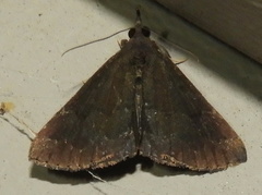 Hypena sordidula