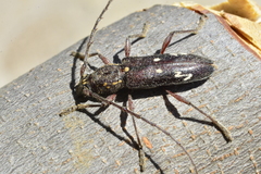 Ambonus interrogationis