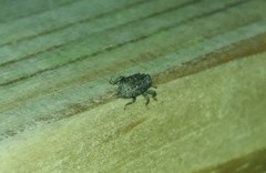 Apteromechus ferratus