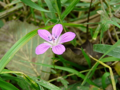 Geranium palustre