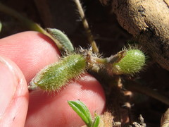 Lupinus flavoculatus