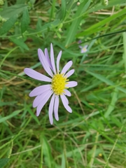 Aster indicus