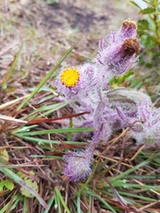 Senecio conyzifolius