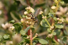 Spilomyia interrupta