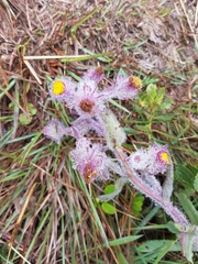 Senecio conyzifolius