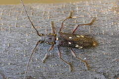 Ambonus interrogationis