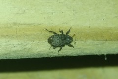 Apteromechus ferratus