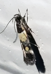 Triclonella determinatella