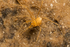 Tolus appalachius