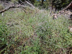 Verbena sphaerocarpa