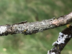 Hyperphyscia syncolla