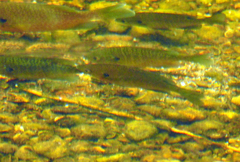 Lepomis macrochirus macrochirus