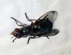 Senopterina caerulescens