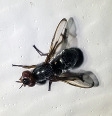 Senopterina caerulescens