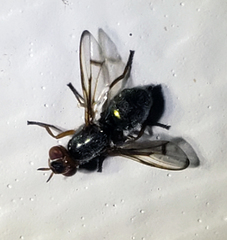 Senopterina caerulescens