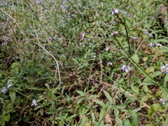 Verbena sphaerocarpa