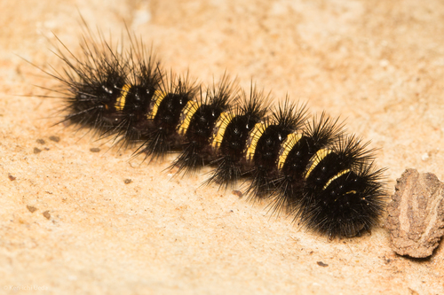 Agreeable Tiger Moth photo 6
