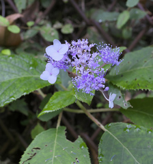Hydrangea involucrata