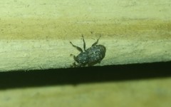 Apteromechus ferratus