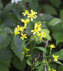 Solidago virgaurea asiatica