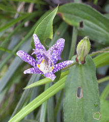 Tricyrtis hirta