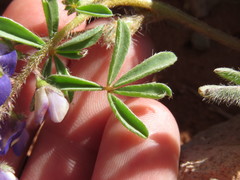 Lupinus flavoculatus