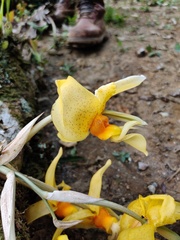 Stanhopea graveolens