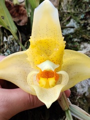 Stanhopea graveolens